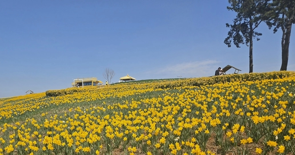 ‘2026 섬 수선화 축제’가 열리고 있는 신안군 선도. (신안군 제공)
