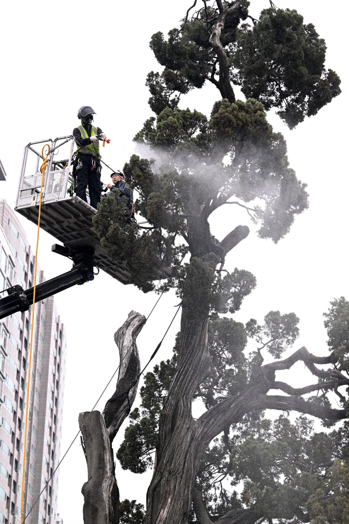 묵은 때 씻는 ‘천년향’