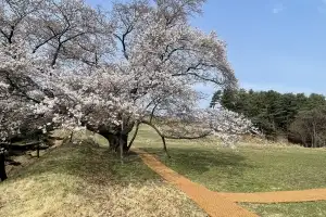 베일 벗은 광진 아차산성…  ‘뷰 맛집’ 왕벚나무 보러 가자