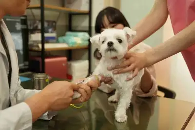 성동구, 봄철 ‘광견병 예방접종’ 실시…반려동물 건강 예방