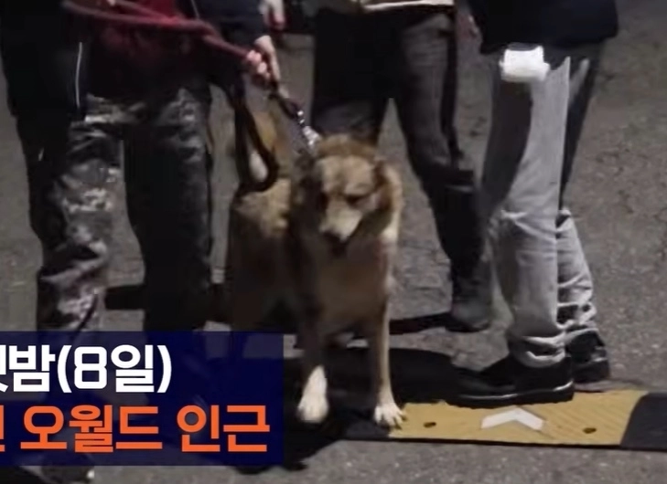 9일 대전 오월드 인근 유기견 보호소 측에서 늑대 ‘늑구’의 수색을 위해 데려온 늑대개. 자료 : 채널A