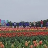 ‘섬 튤립의 유혹’ 100만 송이 신안 튤립축제…19일까지