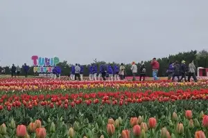 ‘섬 튤립의 유혹’ 100만 송이 신안 튤립축제…19일까지