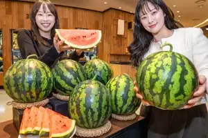 대박! 벌써 수박!