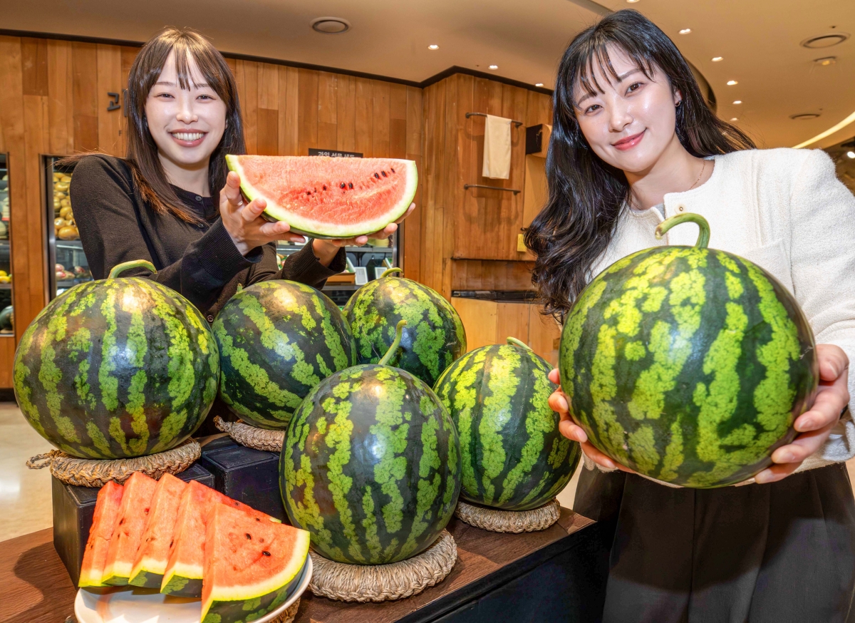 대박! 벌써 수박!