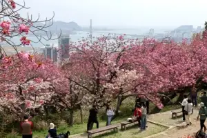 [포토] 부산민주공원, 겹벚꽃 활짝