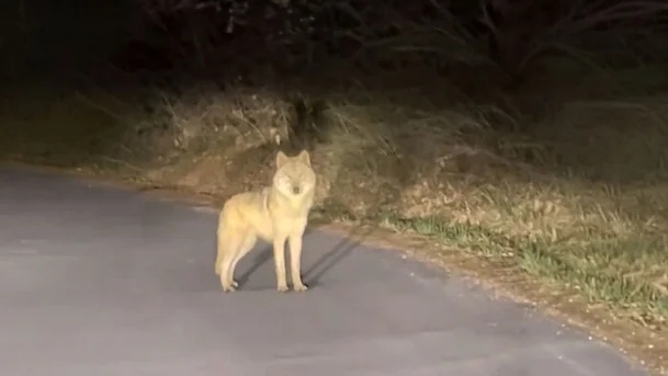 늑구 발견 제보자 인스타그램 영상 캡처