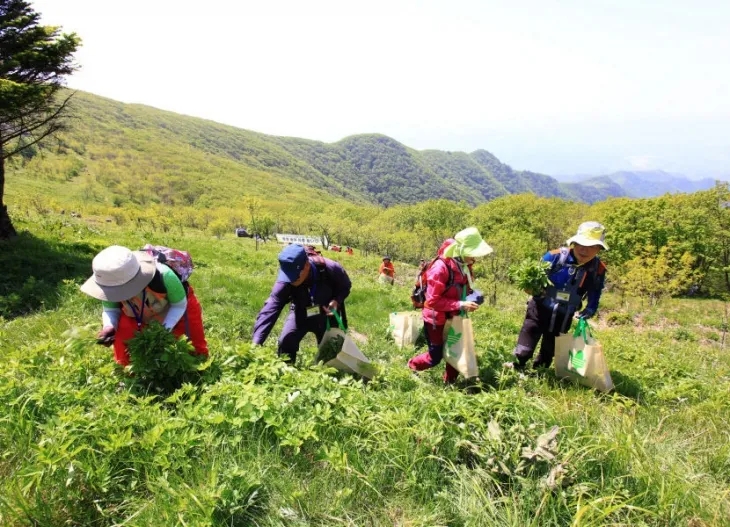 영양산나물 축제 참가자들이 일월산에서 열린 산나물 채취 체험 행사에 참가하고 있다. 영양군 제공
