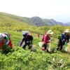 어수리·곰취·명이… 전국 봄향기 가득한 ‘산나물 축제’