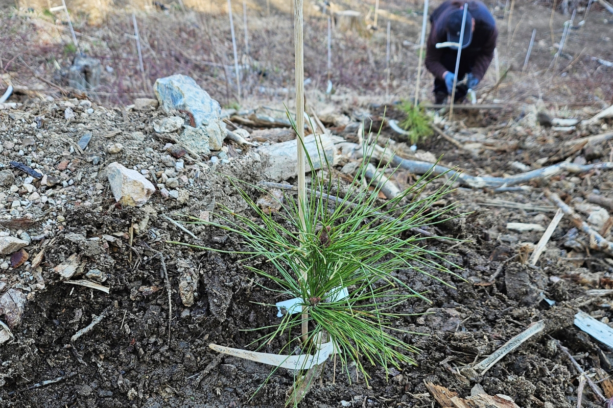 산림청과 국립산림과학원이 7일 경북 영덕군 영해면 일대에 재선충병에 강한 ‘내병성’ 소나무 200그루가 처음으로 심었다. 산림청 제공