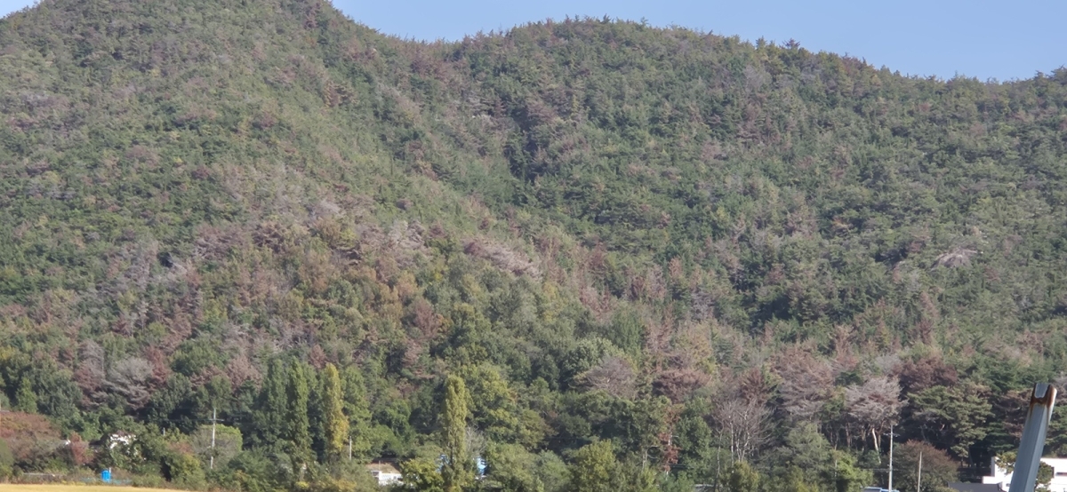 포항과 영덕을 잇는 국도 7호선 주변 산림이 소나무재선충병에 걸려 붉게 물들어 있다. 서울신문 DB