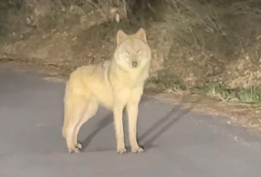 네티즌 A씨가 13일 오후 10시 43분 오월드 인근 야산의 한 도로에서 목격한 늑대 ‘늑구’. 자료 :  A씨 인스타그램