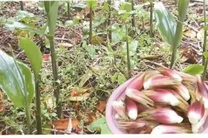 벤줄·양애·반치·제주마… 세계식문화유산 ‘맛의 방주’ 등재