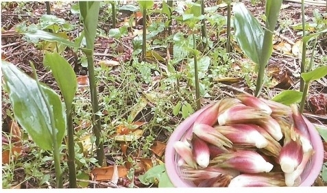 양애는 초가집 주변에 심어 토양 유실을 막던 식물로, 무침과 장아찌 등으로 식탁에 오른다. 제주도 제공