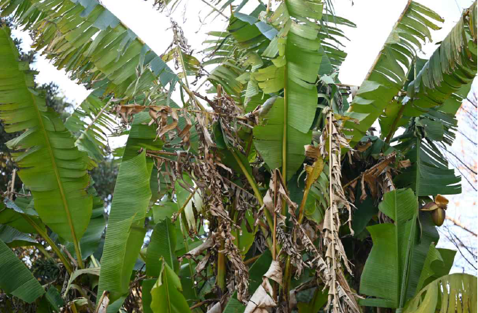 반치는 서귀포 일대에서 바나나 잎을 닮은 식물로 어린 줄기를 장아찌나 볶음으로 활용한다. 제주도 제공