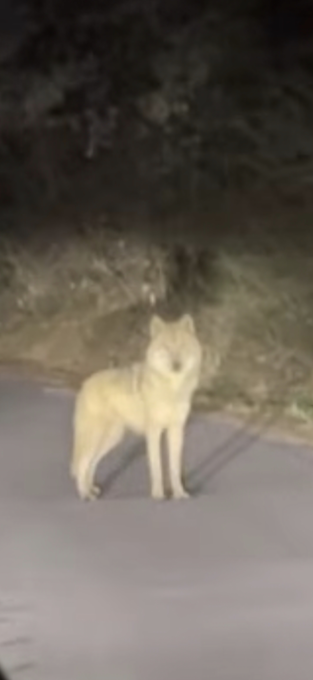 탈출 엿새 만에 모습을 드러낸 늑구. 방송 캡처