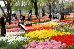 성동구, 중랑천 산책로 튤립 15만 송이 만개