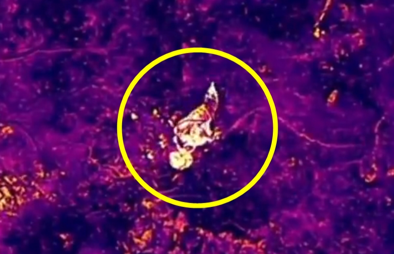 14일 오전 1시 41분쯤 대전 무수동 348번지 일원에서 일반 드론과 열화상 드론에 포착된 늑구 모습. 2026.4.14 대전서부소방서 119 구조대 제공