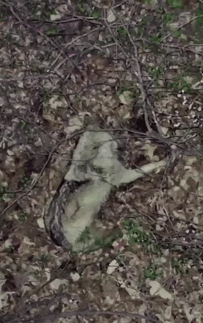 14일 오전 1시 41분쯤 대전 무수동 348번지 일원에서 일반 드론과 열화상 드론에 포착된 늑구 모습. 2026.4.14 대전서부소방서 119 구조대 제공