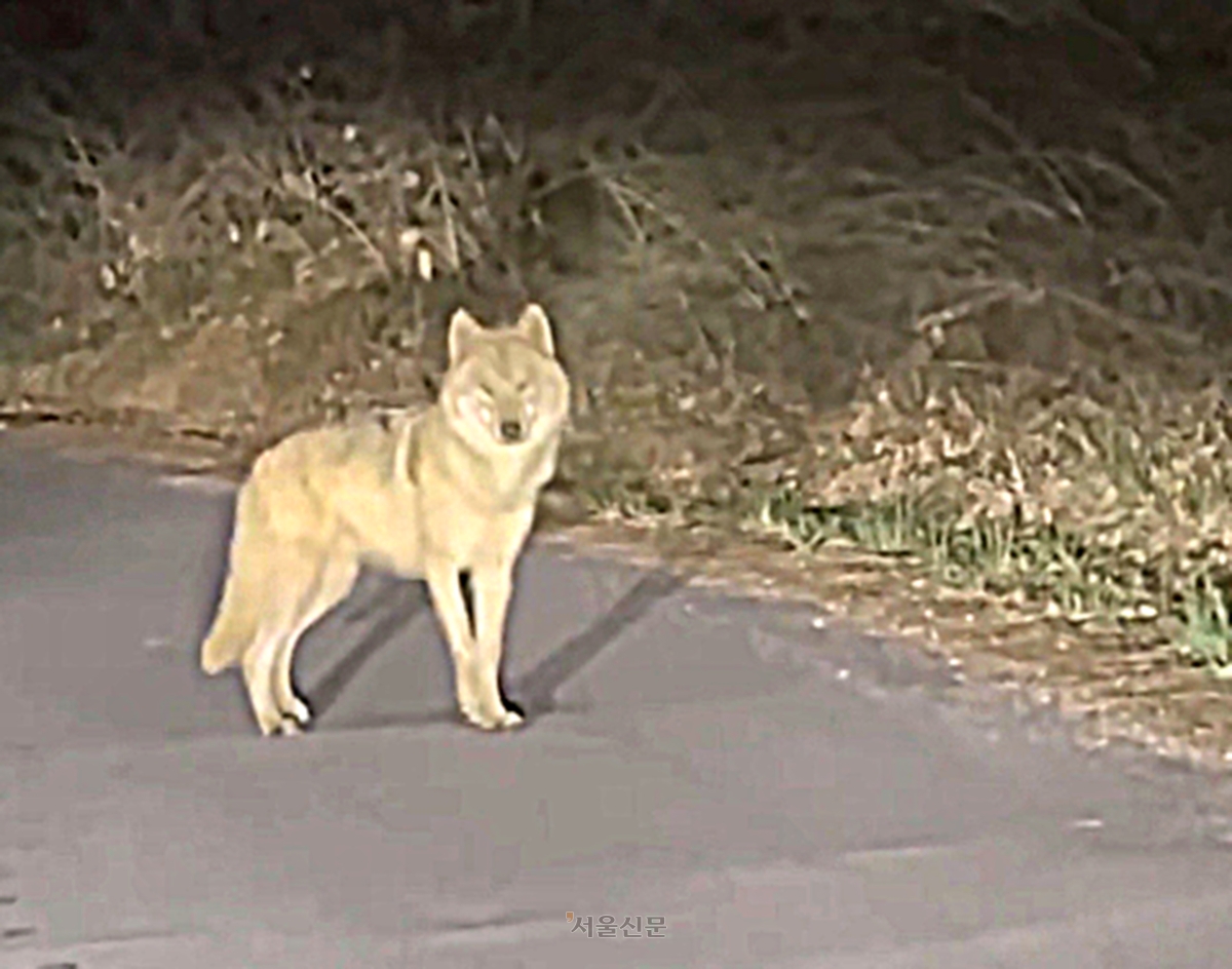 지난 13일 늑구를 발견했던 신고자 A씨는 14일 소셜미디어(SNS) 스레드를 통해 현장 영상을 공개했다. (사진=‘jun70795’ 스레드 계정 캡처)