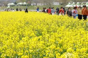 화순 봄꽃축제, 유채꽃과 역사가 만나다