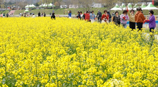 화순군이 산림 생태 자원과 역사 문화 콘텐츠를 결합한 ‘2026 연둔리 숲정이 봄꽃 축제’를 개최한다. 사진은 지난해 축제에 참여한 방문객이 나들이를 즐기는 모습. 화순군 제공