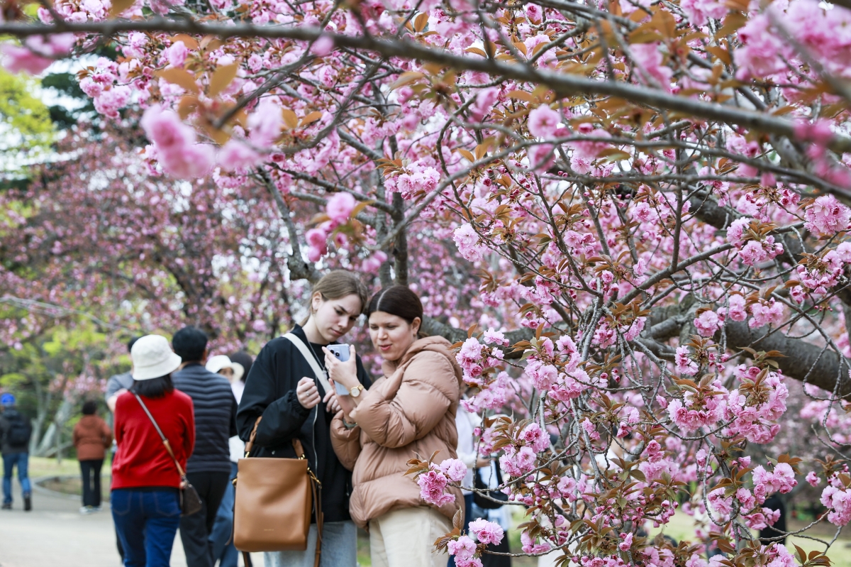 지난 14일 경북 경주 불국사공원을 찾은 외국인 관광객들이 겹벚꽃 아래에서 사진을 찍고 있다. 경주시 제공