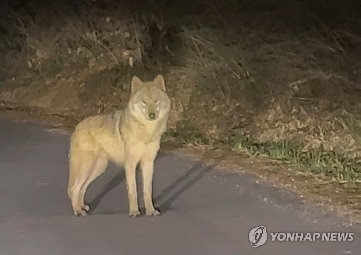 지난 13일 오후 10시 45분쯤 오월드에서 2㎞ 정도 떨어진 중구 구완동에서 포착된 늑구. 대전 연합뉴스