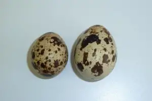 번식·양육에 올인했다가 수명까지 단축된다니…