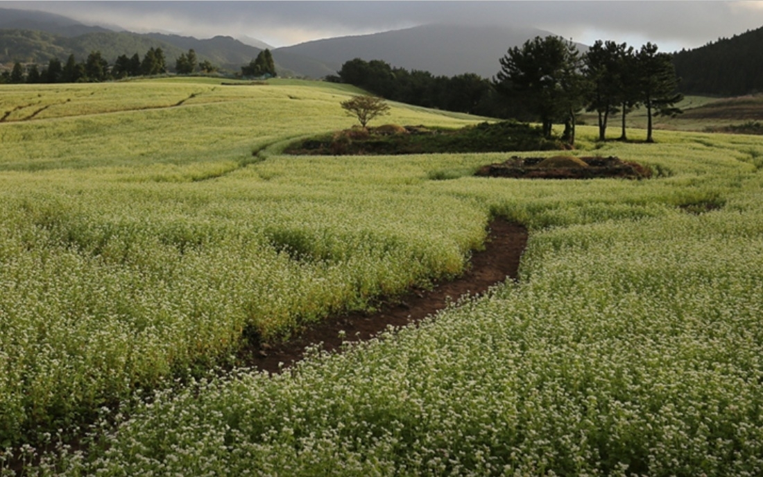 정지영 감독의 영화 ‘내이름은’의 주요 촬영장소로 나오는 오라동 청보리밭. 사진은 메밀꽃 핀 모습. 제주도 제공