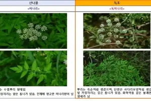 “직접 따온 두릅이야” 잘못 먹었다간 큰일…봄철 독초 주의보