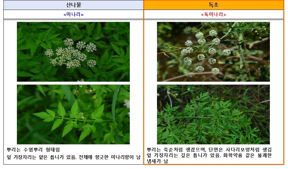 식품의약품안전처와 산림청 국립수목원에 따르면 산나물과 유사하게 생긴 독초를 개인이 임의로 채취해 섭취한 후 복통, 구토 등 증상을 호소하는 신고 사례가 해마다 발생하고 있다. 미나리와 독초 독미나리 구분법. 식품의약품안전처 제공.