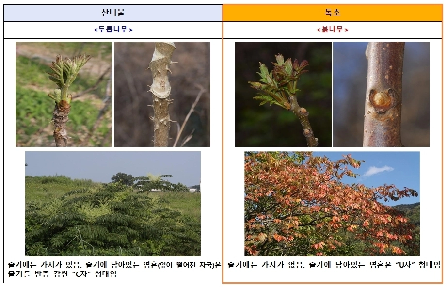 식품의약품안전처와 산림청 국립수목원에 따르면 산나물과 유사하게 생긴 독초를 개인이 임의로 채취해 섭취한 후 복통, 구토 등 증상을 호소하는 신고 사례가 해마다 발생하고 있다. 두릅과 독초 붉나무 구분법. 식품의약품안전처 제공.