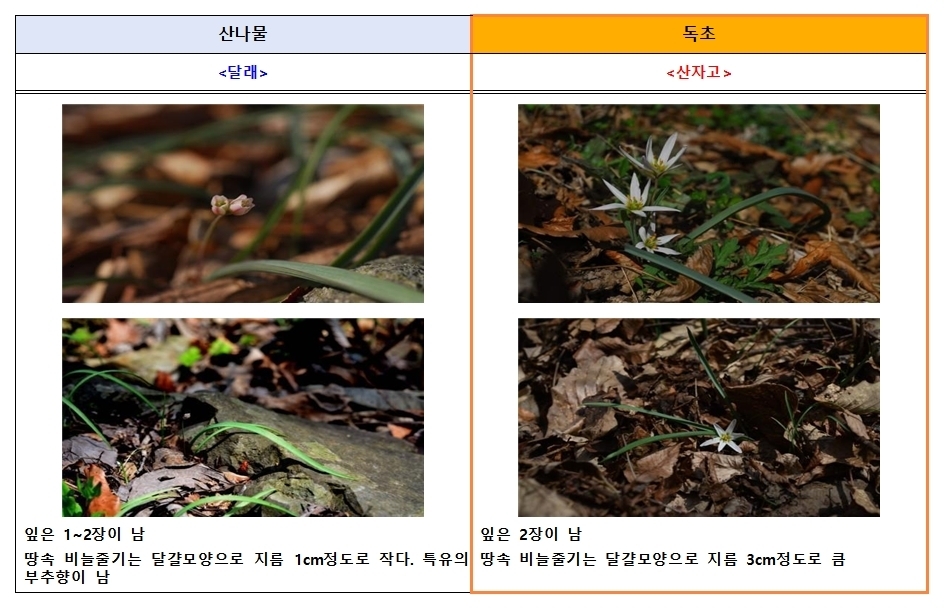 식품의약품안전처와 산림청 국립수목원에 따르면 산나물과 유사하게 생긴 독초를 개인이 임의로 채취해 섭취한 후 복통, 구토 등 증상을 호소하는 신고 사례가 해마다 발생하고 있다. 달래와 독초 산자고 구분법. 식품의약품안전처 제공.