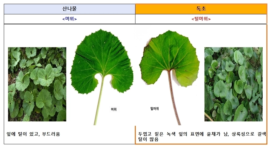 식품의약품안전처와 산림청 국립수목원에 따르면 산나물과 유사하게 생긴 독초를 개인이 임의로 채취해 섭취한 후 복통, 구토 등 증상을 호소하는 신고 사례가 해마다 발생하고 있다. 머위와 독초 털머위 구분법. 식품의약품안전처 제공.