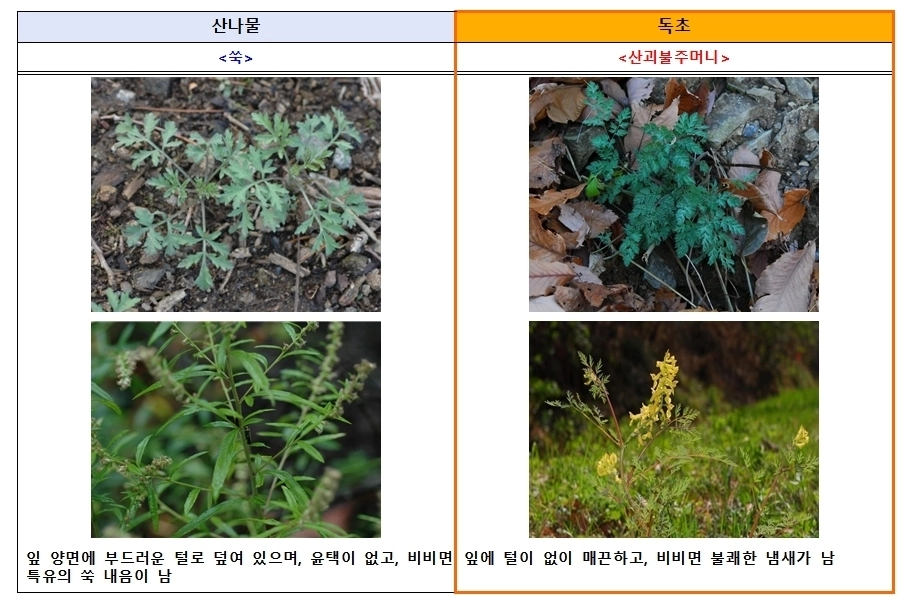 식품의약품안전처와 산림청 국립수목원에 따르면 산나물과 유사하게 생긴 독초를 개인이 임의로 채취해 섭취한 후 복통, 구토 등 증상을 호소하는 신고 사례가 해마다 발생하고 있다. 쑥과 독초 산괴불주머니 구분법. 식품의약품안전처 제공.