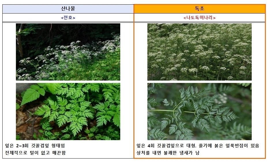 식품의약품안전처와 산림청 국립수목원에 따르면 산나물과 유사하게 생긴 독초를 개인이 임의로 채취해 섭취한 후 복통, 구토 등 증상을 호소하는 신고 사례가 해마다 발생하고 있다. 전호와 독초 나도독미나리 구분법. 식품의약품안전처 제공.