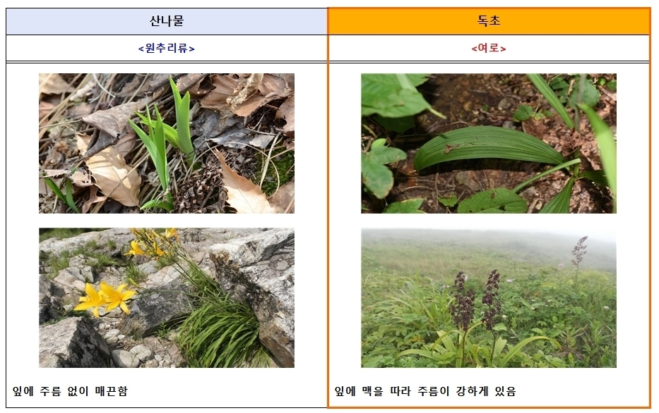 식품의약품안전처와 산림청 국립수목원에 따르면 산나물과 유사하게 생긴 독초를 개인이 임의로 채취해 섭취한 후 복통, 구토 등 증상을 호소하는 신고 사례가 해마다 발생하고 있다. 원추리류와 독초 여로 구분법. 식품의약품안전처 제공.