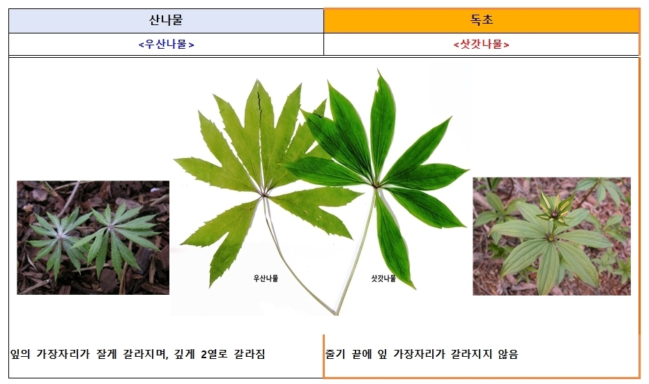 식품의약품안전처와 산림청 국립수목원에 따르면 산나물과 유사하게 생긴 독초를 개인이 임의로 채취해 섭취한 후 복통, 구토 등 증상을 호소하는 신고 사례가 해마다 발생하고 있다. 우산나물과 독초 삿갓나물 구분법. 식품의약품안전처 제공.