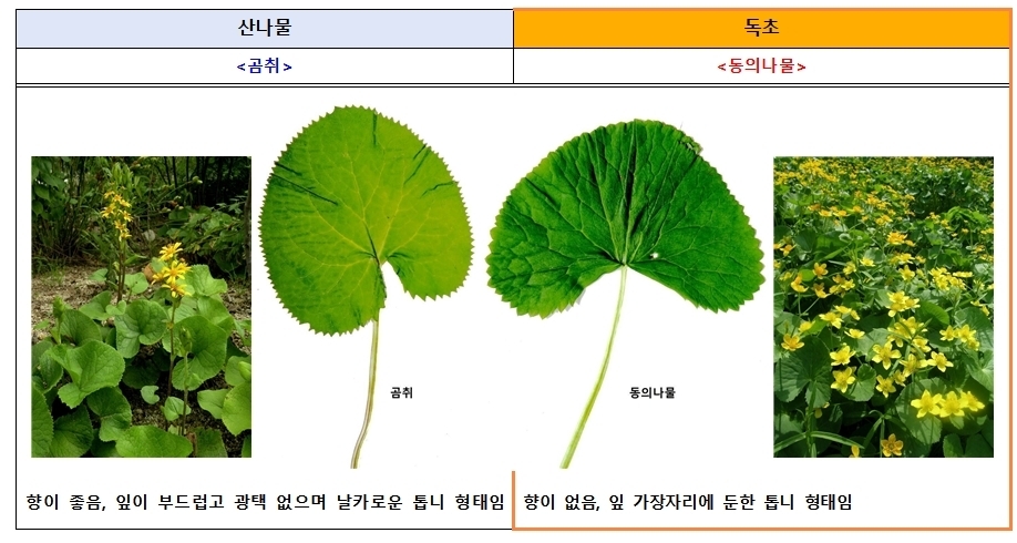 식품의약품안전처와 산림청 국립수목원에 따르면 산나물과 유사하게 생긴 독초를 개인이 임의로 채취해 섭취한 후 복통, 구토 등 증상을 호소하는 신고 사례가 해마다 발생하고 있다. 곰취와 독초 동의나물 구분법. 식품의약품안전처 제공.