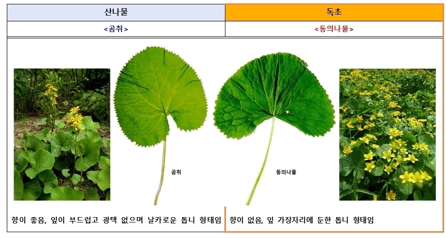 식품의약품안전처와 산림청 국립수목원에 따르면 산나물과 유사하게 생긴 독초를 개인이 임의로 채취해 섭취한 후 복통, 구토 등 증상을 호소하는 신고 사례가 해마다 발생하고 있다. 곰취와 독초 동의나물 구분법. 식품의약품안전처 제공.