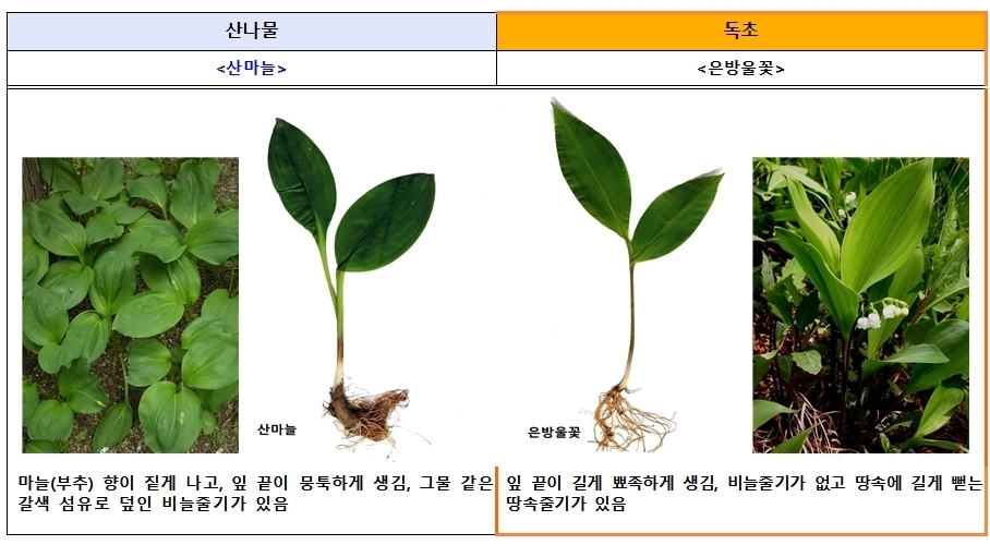 식품의약품안전처와 산림청 국립수목원에 따르면 산나물과 유사하게 생긴 독초를 개인이 임의로 채취해 섭취한 후 복통, 구토 등 증상을 호소하는 신고 사례가 해마다 발생하고 있다. 산마늘과 독초 은방울꽃 구분법. 식품의약품안전처 제공.