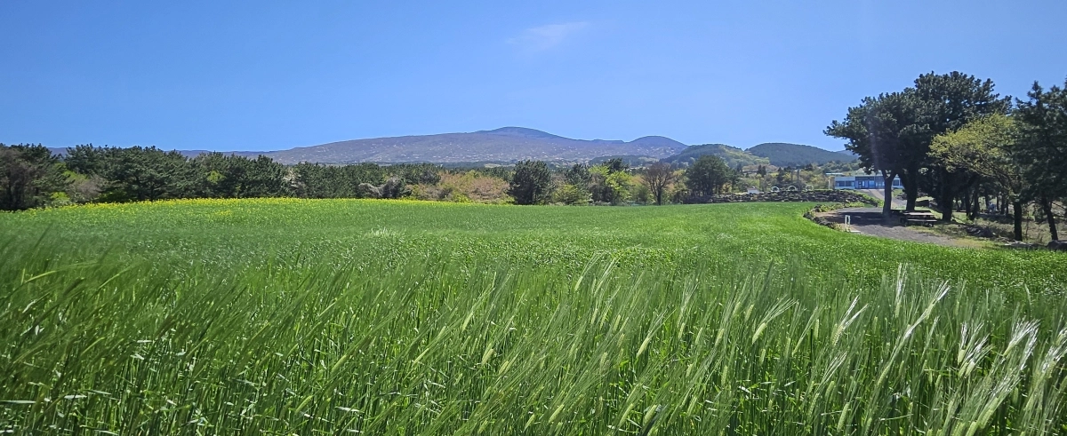 정지영 감독의 영화‘내 이름은’ 촬영지 오라2동 청보리밭. 현재는 농작물관리기간이어서 임시휴장하고 있으며 새단장해 5월쯤 선보일 예정이다. 제주 강동삼 기자