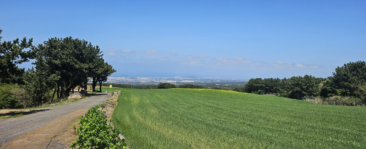 지난 15일 개봉한 영화 ‘내 이름은’ 촬영지 오라2동 청보리밭. 제주 강동삼 기자