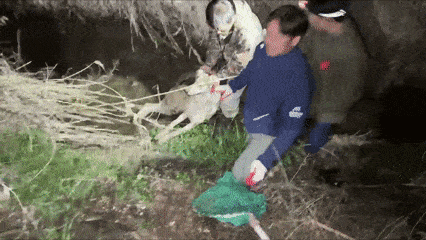 늑구 포획 당시 장면.  대전시 제공