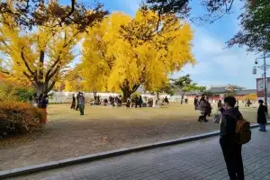 고궁박물관 은행나무 아래 결혼식 인기 이 정도였어?…지원 커플 몰려 내년부터 봄·가을 진행