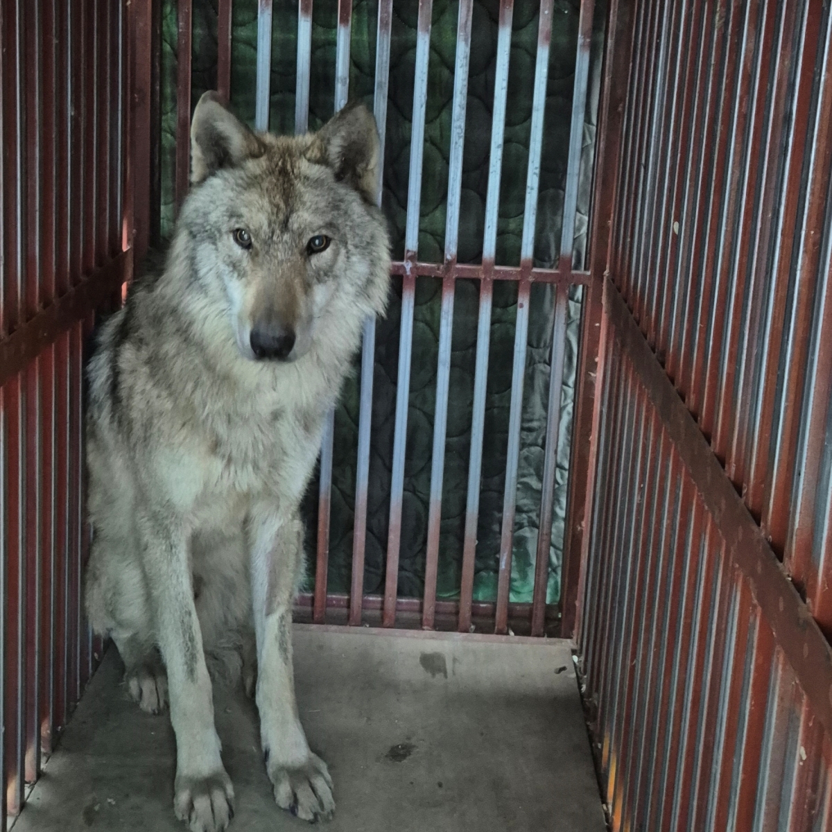 17일 생포돼 대전 오월드로 돌아온 늑대 ‘늑구’. 자료 : 이장우 대전시장 페이스북