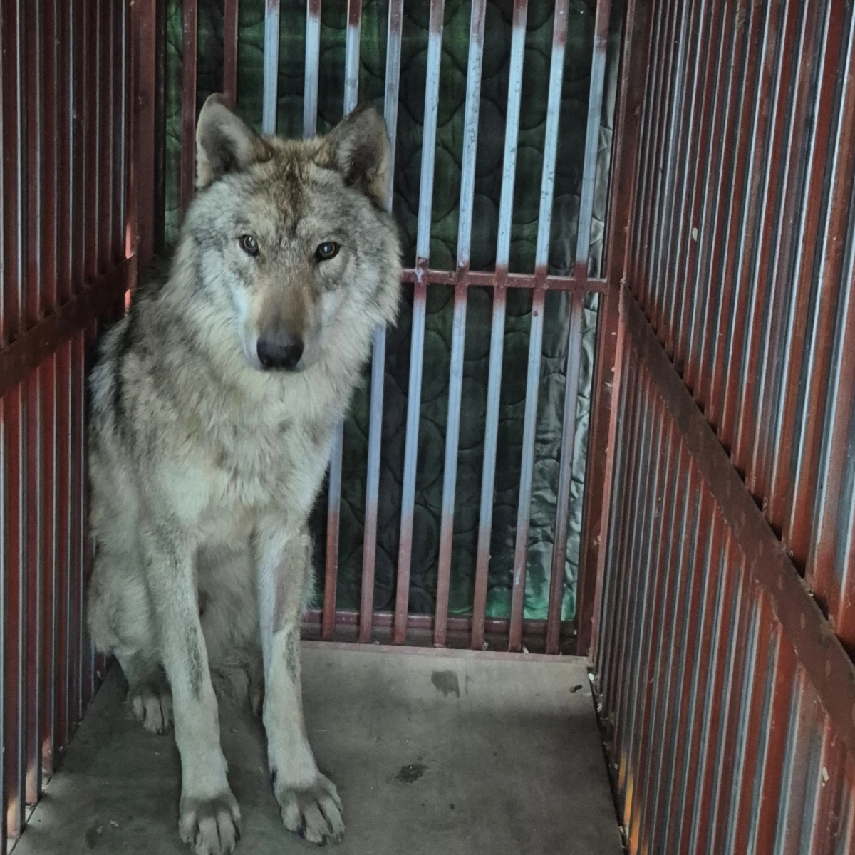 17일 생포돼 대전 오월드로 돌아온 늑대 ‘늑구’. 자료 : 이장우 대전시장 페이스북
