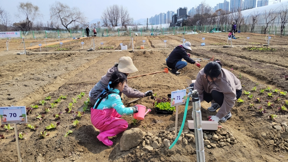 서울 강동구 가래여울1텃밭에서 한 가족이 모종을 심고 있다. 강동구 제공