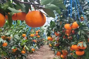 “만다린보다 맛있는 한라봉·카라향 맛 보세요”… 서울로 간 제주 만감류